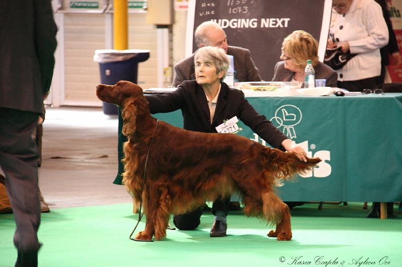 Crufts2011 386.jpg